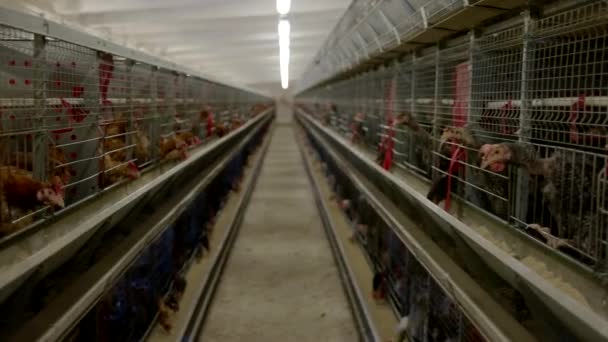 Filas de jaulas con gallinas . — Vídeo de stock