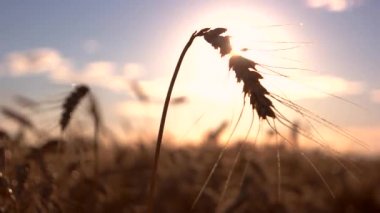 Parlak güneş arka planında kulak.