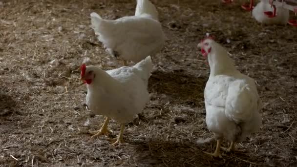 Kippen lopen op stro. — Stockvideo