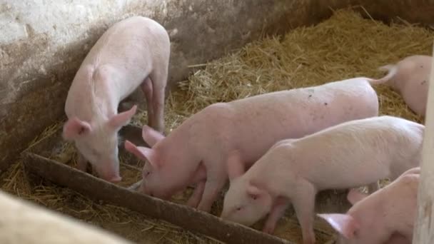 Pigs are eating from trough. — Stock Video