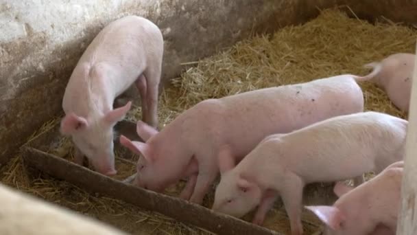 Porcos estão comendo de cocho . — Vídeo de Stock