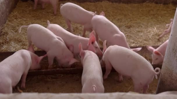 Schweine fressen aus einem Trog. — Stockvideo