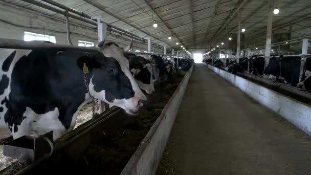 Kuhherde im Stall. — Stockvideo