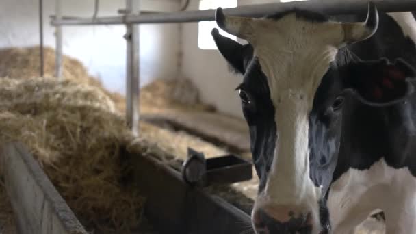 Vaca no estábulo . — Vídeo de Stock