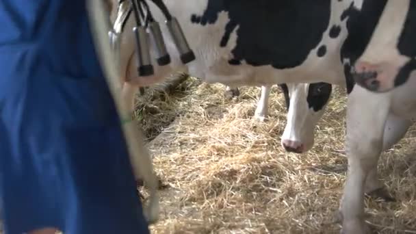Женщина подходит к корове — стоковое видео