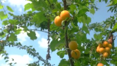 El ağacından meyve alır.