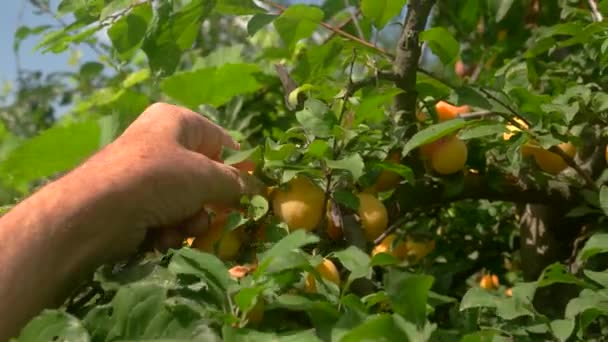 Χέρι picking δαμάσκηνα από δέντρο. — Αρχείο Βίντεο