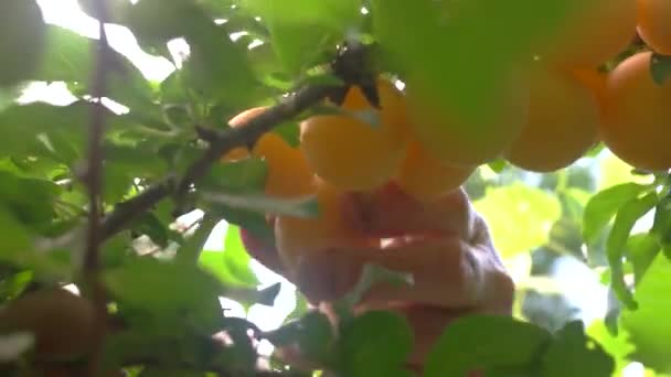 Hand plocka frukter. — Stockvideo