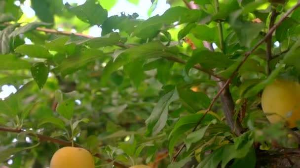 Ciruelas amarillas en rama de árbol . — Vídeo de stock