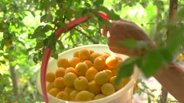 Cubo de ciruelas amarillas . — Vídeo de stock