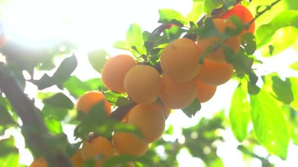 Trädgren med gula frukter. — Stockvideo