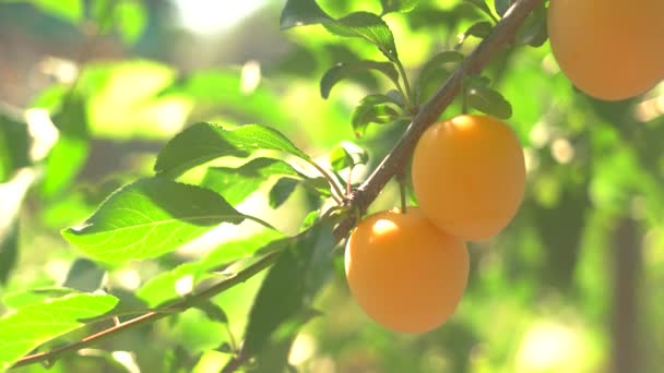 Fruits colorés sur branche . — Video