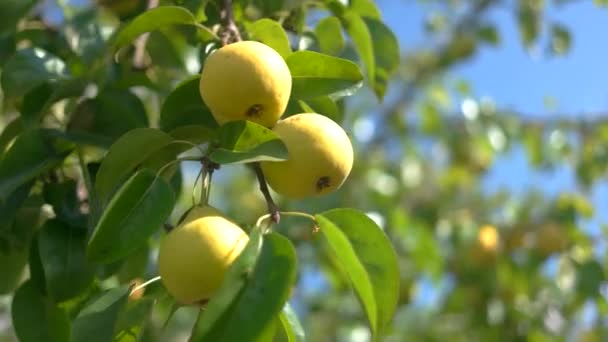 Yellow pears on branch. — Stock Video