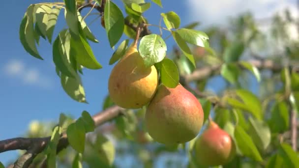 Pears and leaves. — Stock Video