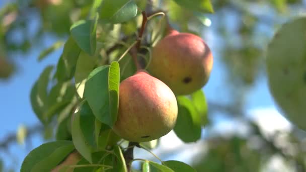 Ripe pears and green leaves. — Stock Video