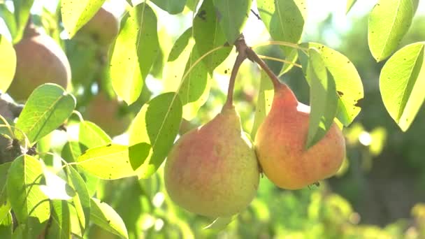 Pears under sunlight. — Stock Video