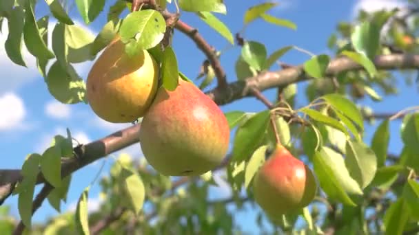 Branch with pears. — Stock Video