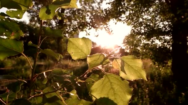 Hojas de árbol a la luz del sol . — Vídeos de Stock