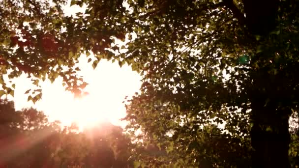 Árbol y sol brillante . — Vídeos de Stock