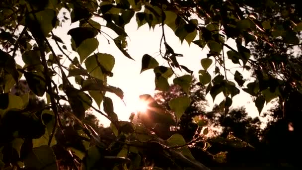 Ağaç yaprakları ve güneş ışığı. — Stok video