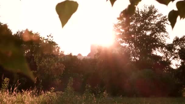 Árboles y sol brillante . — Vídeos de Stock