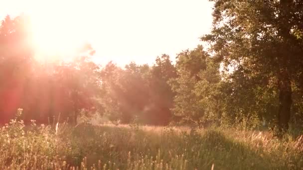 Naturaleza y sol . — Vídeo de stock