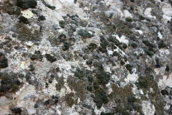 Textura de rocha velha com musgo. — Fotografia de Stock