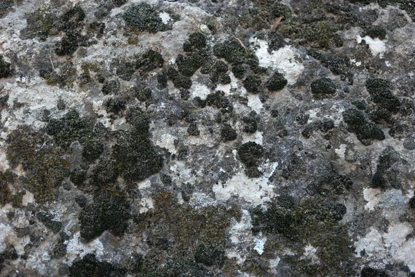 Close up de pedra coberta com musgo. — Fotografia de Stock