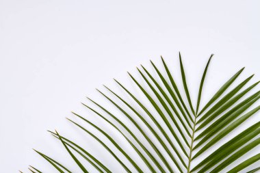 Palmiye dalı yaprakları.