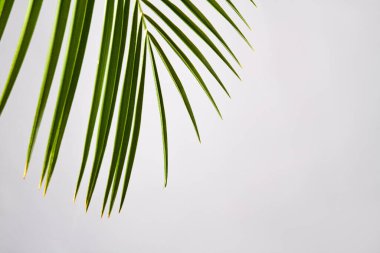 Asılı yeşil ağaç yaprakları.