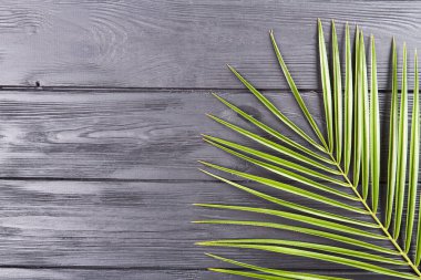 İnce yapraklı yakın plan palmiye dalı.