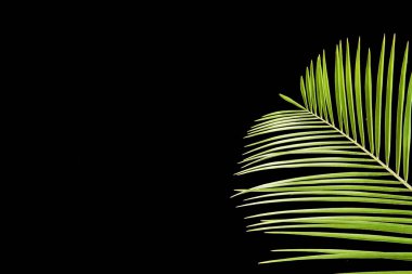 Uzun yapraklı yeşil palmiye dalı.