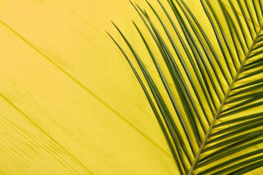 Uzun ince düz yapraklar..