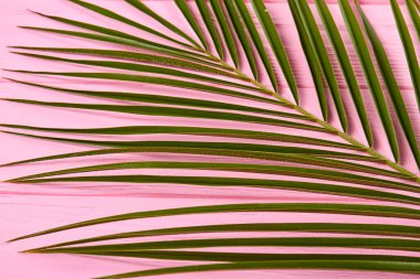 Uzun ince yapraklı yakın çekim fabrikası.