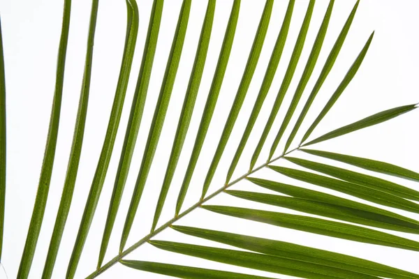 Palm tree leaves close-up. — Stock Photo, Image