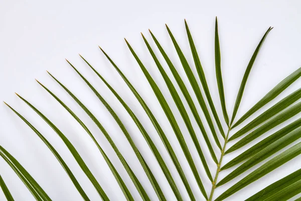 Long leaf palm branch. — Stock Photo, Image