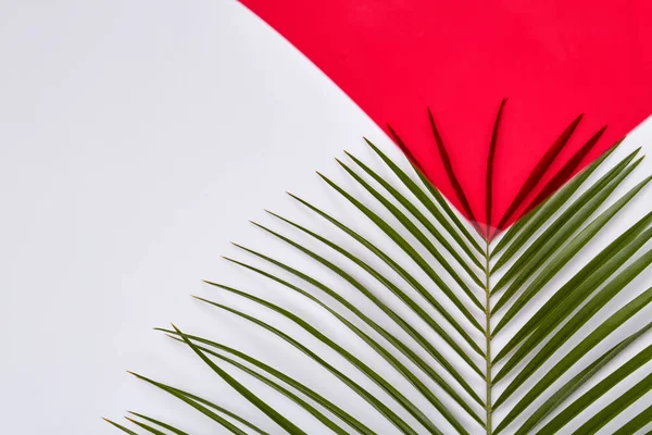 Planta de palma verde com folhas longas. — Fotografia de Stock