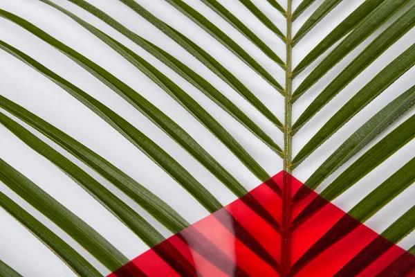 Close-up long green leaves.