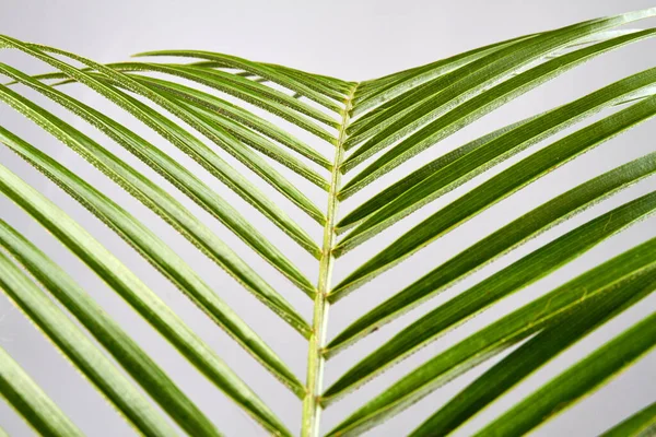 Close-up long leaves. — Stock Photo, Image