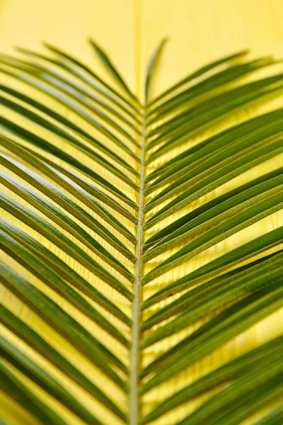 Stem with long green leaves. — Stock Photo, Image