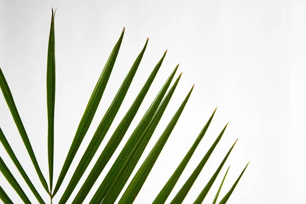 Plant with straight long leaves. — Stock Photo, Image