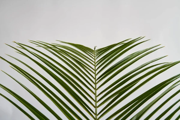 Close-up green long leaf plant. — Stock Photo, Image