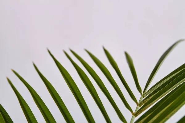 Straight sharp leaves. — Stock Photo, Image