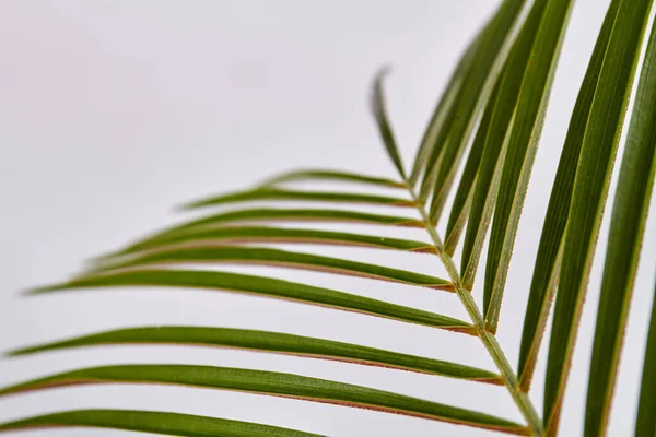 Close-up long palm leaves. — Stock Photo, Image