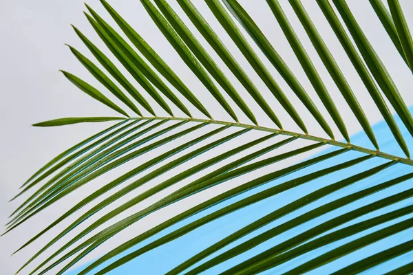 Palm branch with long leaves. — Stock Photo, Image