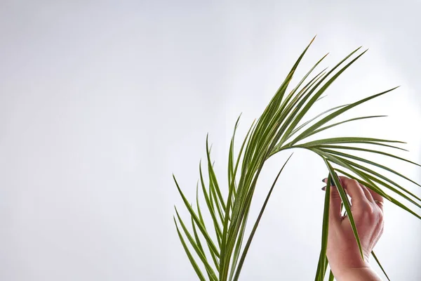 Tocar la mano femenina planta. —  Fotos de Stock