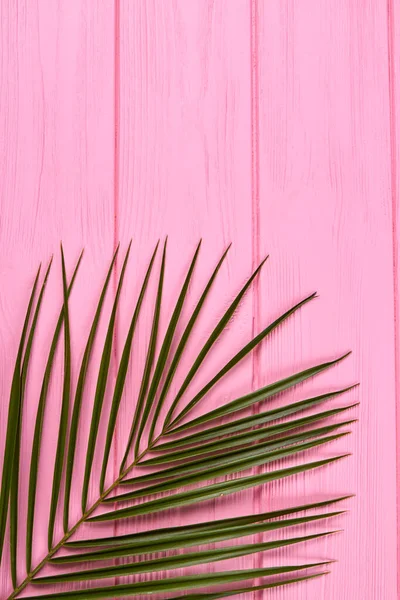 Rama vertical de palmeras. — Foto de Stock