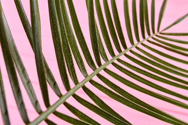 Close-up plant with green leaves. — Stock Photo, Image