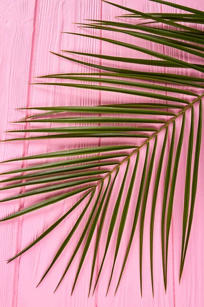 Rama vertical de palmeras con hojas delgadas. — Foto de Stock