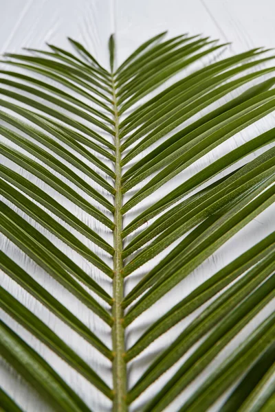 Close-up palm branch. — Stock Photo, Image